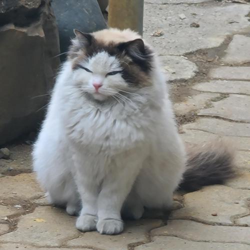 청주 내덕동 고양이  잃어버리신분