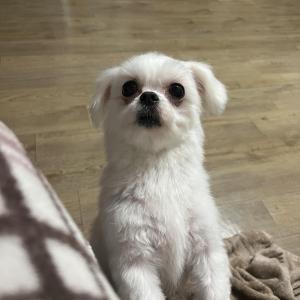 말티즈 7세 암컷 찾습니다