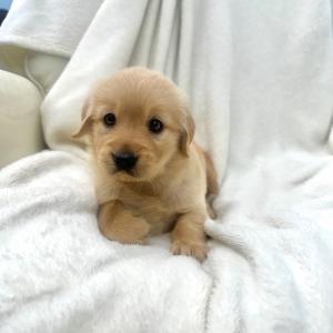 골든리트리버 분양 해용