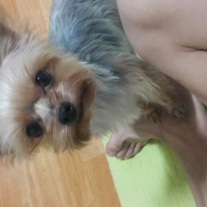 강북구 번동 요크셔 여아 4살 찾아요