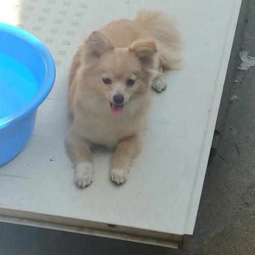 강아지 분양합니다...정말 이쁜 아가들이에요...