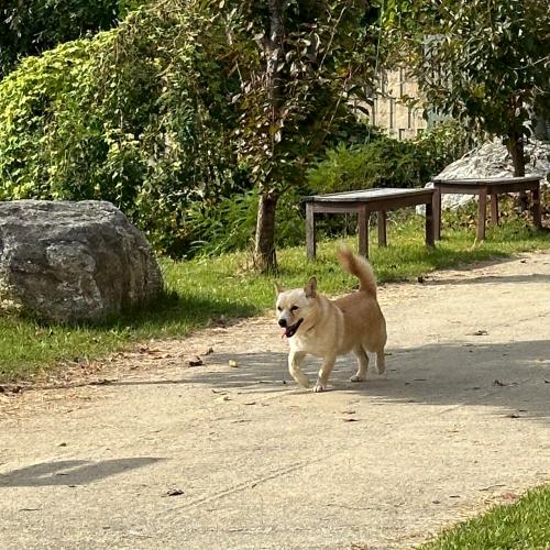 가평에서 떠돌이 개를 보고 임보중입니다. 주인분 찾아요! (치즈색 다리짧은 믹스견)