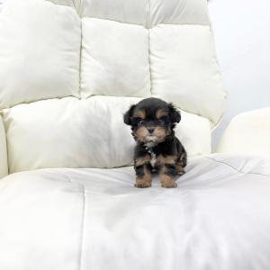 매력 폭팔 반려견, 요키치 분양 보내요~