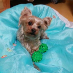 대구 북구 칠곡 유기견 찾아요ㅠㅠ