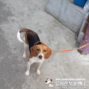 이름:루시/1세/암컷/비글/인천시청중앙공원에서 실종