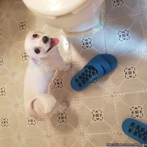 인천 부평구 십정1동 인근에서 잃어버린 동생 찾습니다