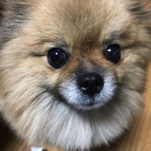 갈색포메라니안 안산시 상록구부근