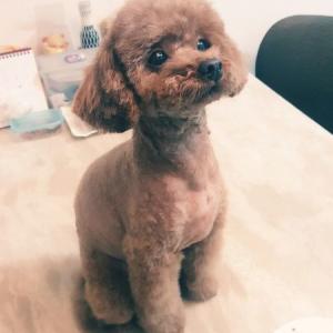 갈색 초코푸들 찾아여   ❤️찾았어요.