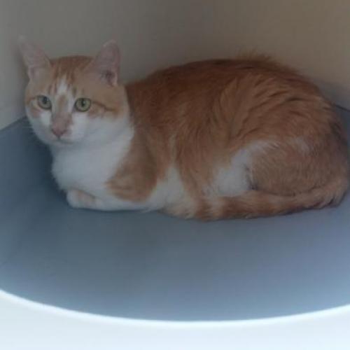 고양이 남매 입양 보냅니다.