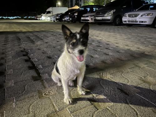 강아지 보호중입니다