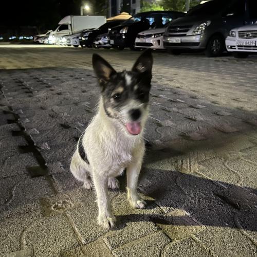 강아지 보호중입니다