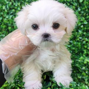 미니말티즈분양 2개월령 왕자님 모량 많아요