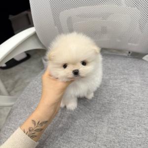 2개월령 포메라니안 분양해요