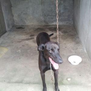 3월8일 집나가 검정색 그레이하운드믹스견을 찿습니다.