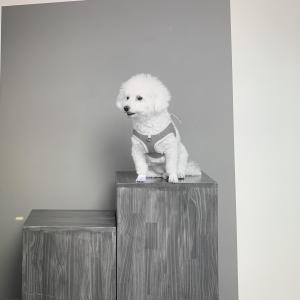 인천 연수구 비숑을 찾습니다