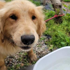 고흥 풍양면 강아지 잃어버리신분 찾습니다