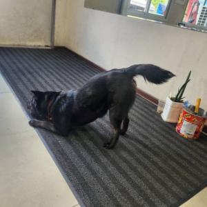 개를 찾습니다 !깜이/진도견/암컷