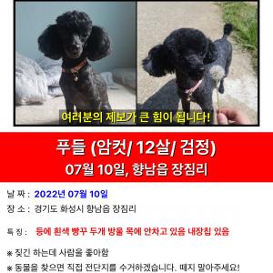 향남 강아지가 집을 나갔어요