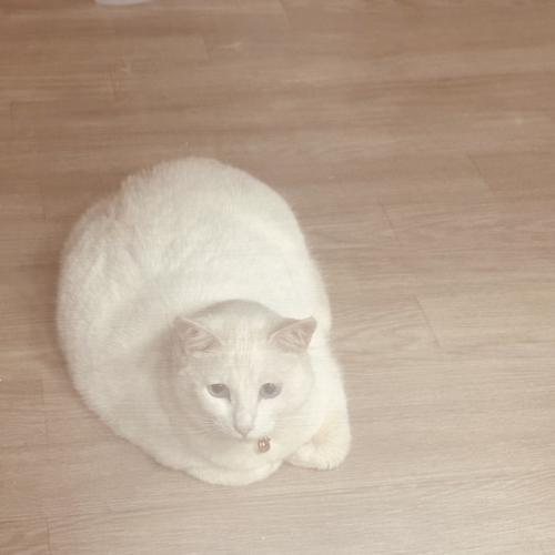 고양이와 강아지를 찾습니다