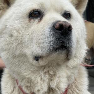 고양시 성석동  진도믹스 찾습니다. *사례금100만원*