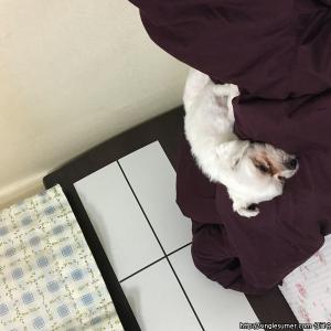 강아지 찾습니다