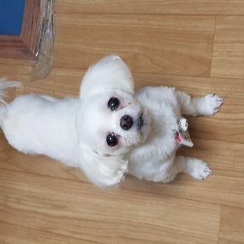 흰색 말티즈