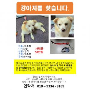 충북 영동군 강아지 찾습니다.