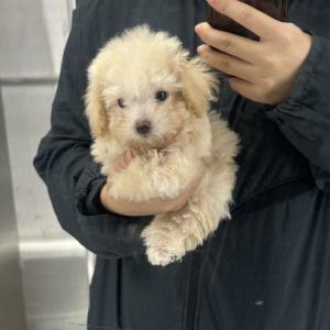 3개월 말티푸입니다