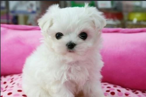 티컵강아지분양받고싶습니다.잘키울자신잇고.부모님확인가능