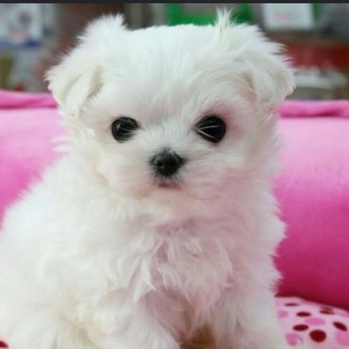 티컵강아지분양받고싶습니다.잘키울자신잇고.부모님확인가능