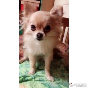 인천/도화동 부근 포메라니안 강아지를 찾습니다