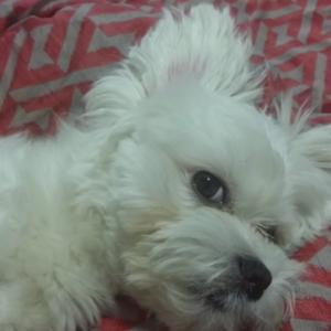 일산 백석역 근처 수컷 말티즈