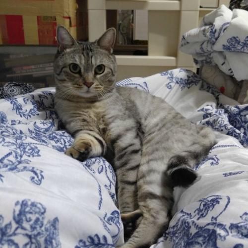 강서구 등촌2동에서 고양이 잃어버렸습니다.