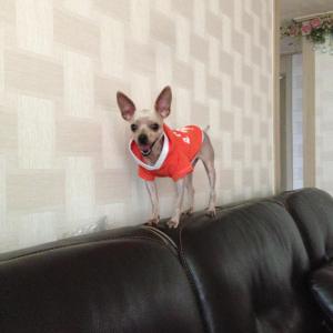 (도해)용인에서 잃어버린 강아지를 찾습니다