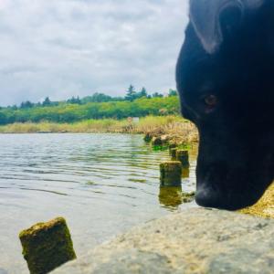 속초/속초종합운동장/검은색 래브라도 리트리버 찾아요!