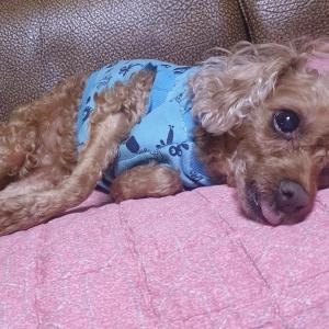 밤나무캠핑장(경기도 가평 북면 도대리 408)에서 잃어버린 강아지를 찾습니다