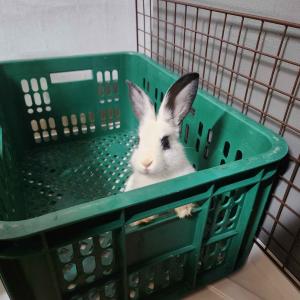 작은 토끼 키우실 분 있나요?