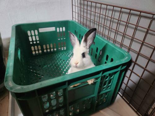 작은 토끼 키우실 분 있나요?