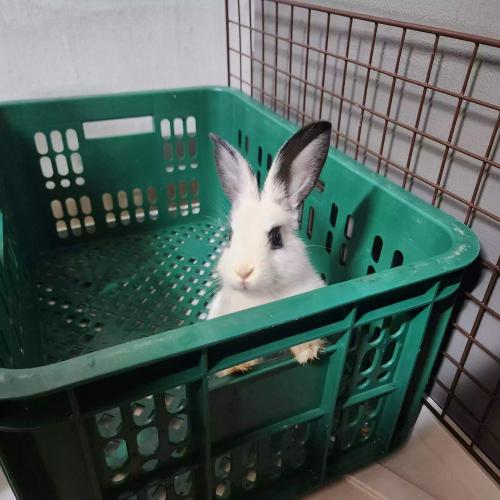 작은 토끼 키우실 분 있나요?