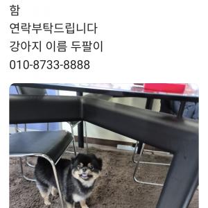 강아지 찾아요