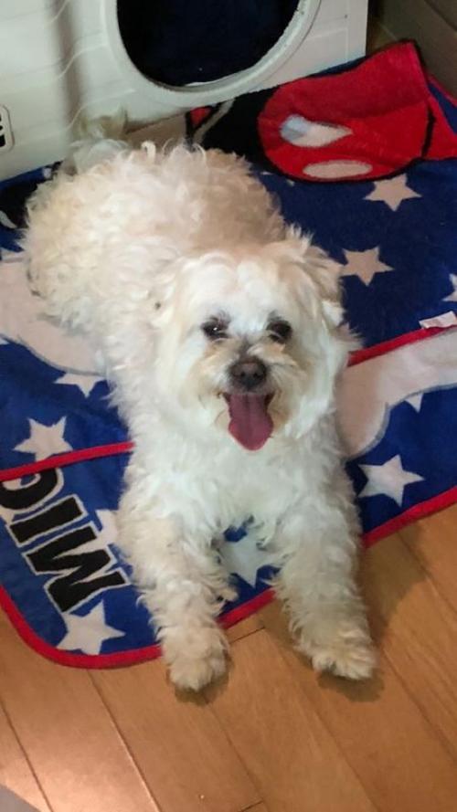 말티즈남아 보호중