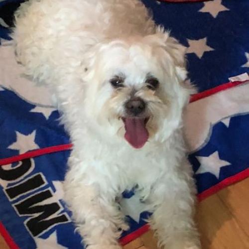 말티즈남아 보호중