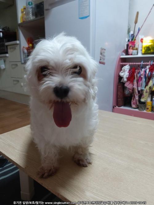 서울 개봉3동(구로구, 광명사거리) 숏다리 말티즈 보호 중