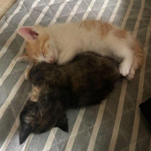 길고양이 분양보냅니다