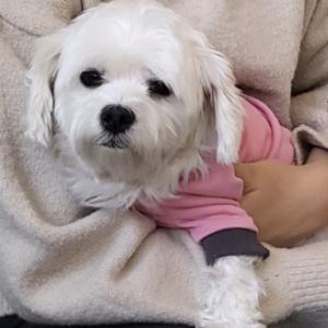 강아지를 찾습니다.