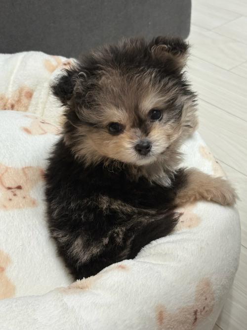 폼푸 4개월 애기 분양합니다...ㅜ