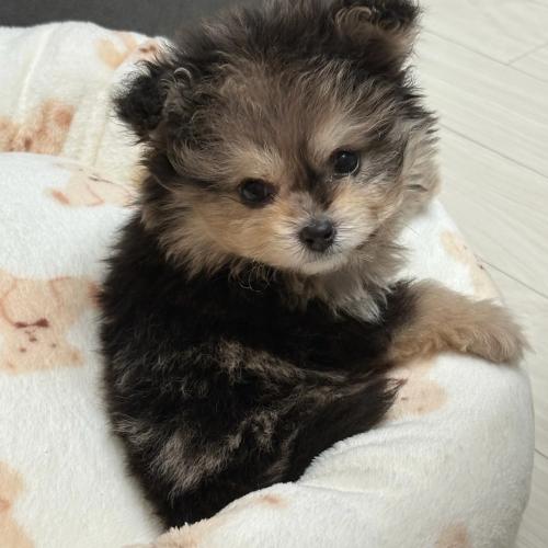 폼푸 4개월 애기 분양합니다...ㅜ