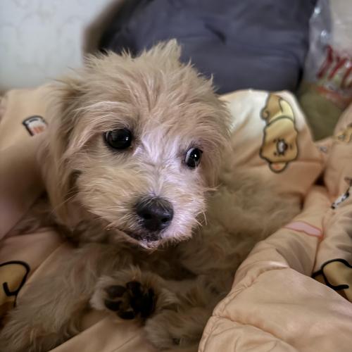 폼푸 분양시킵니다