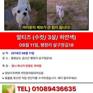 (말티즈)찾습니다(충남 금산군 진산면 행정리)