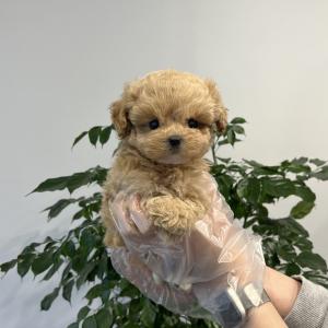 숏다리 비율좋은 말티푸 소개해용